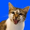 Cats Coin
